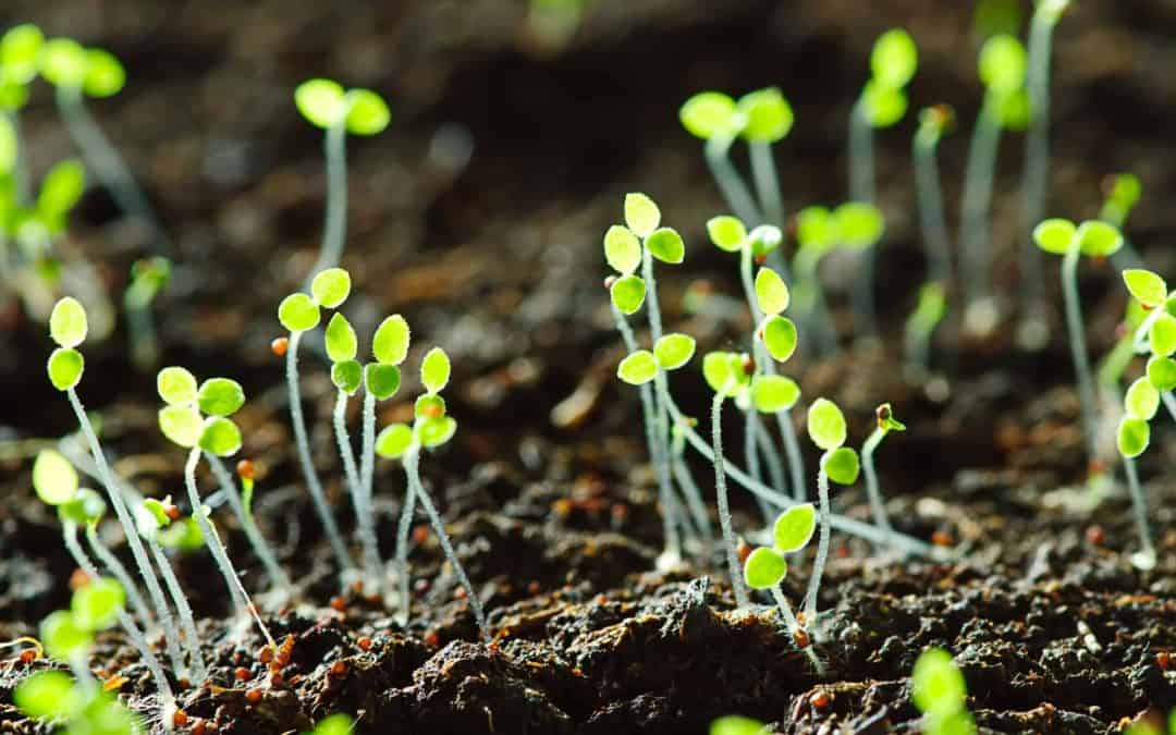 The Seeds Are Stirring – Celebrating Imbolc