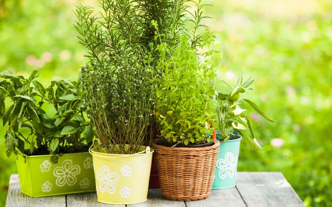 Start Your Witchy Herb Garden
